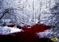 blood