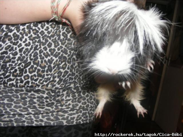 Cocikm *_* (L)