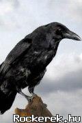13384_hopi_hollo