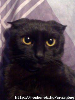 Ribi a rockercat