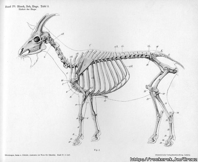 Goat anatomy