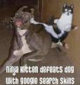 ninja-kitten-defeats-dog-with-google-search-skills-always
