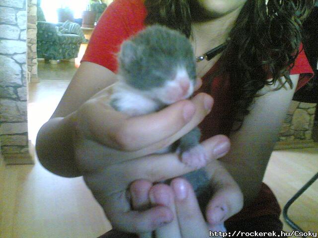 szintn kicsicicum(:imdomm(L)