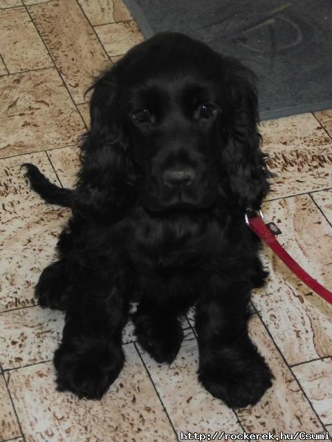 Saczi
