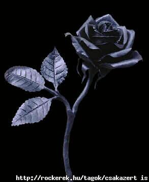 black_rose4