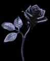 black_rose4