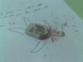 neeeeeee radiergummi urat megltk 