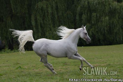 Arab telivr. Kecses, gyors, gynyr.