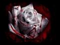 white rose