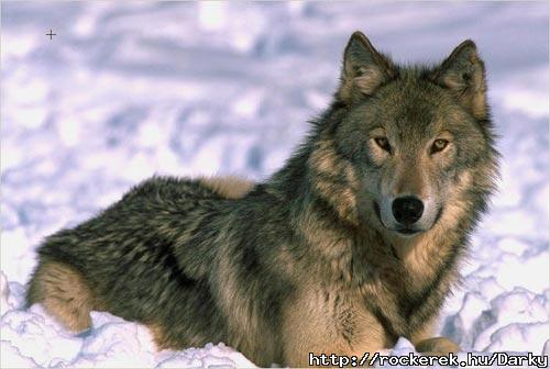 wolf2