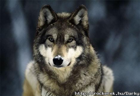 wolf1