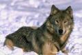 wolf2