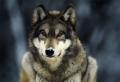 wolf1