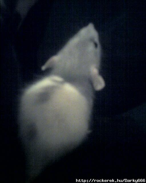 Fieldy, a patknyom