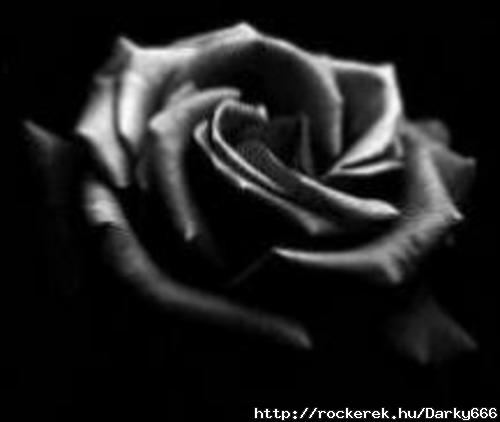 schwarze rose