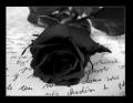 schwarze rose