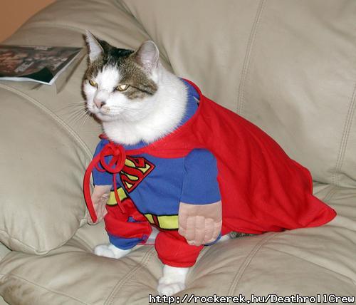 Super cat ! xD