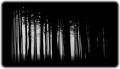 darkforest