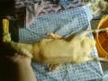 Kacst pucoltunk -.-"