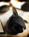blackrose_3a6eia76