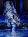White Tiger
