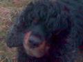 Blackie