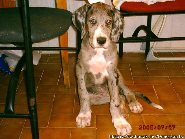 Kyra a nmet dogom