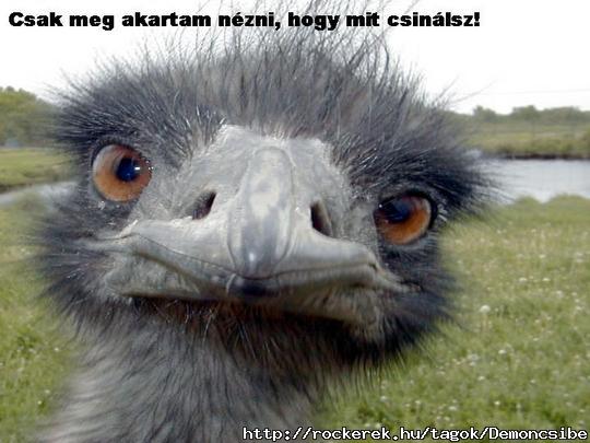 Leslek