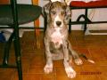 Kyra a nmet dogom