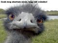 Leslek