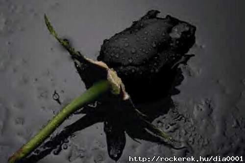 black rose