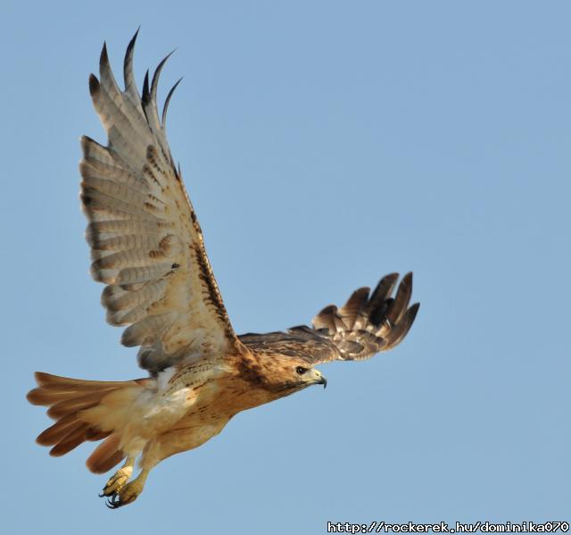 redtail_hawk_stock_4_by_jsf1-d463tmk