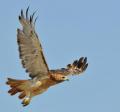 redtail_hawk_stock_4_by_jsf1-d463tmk