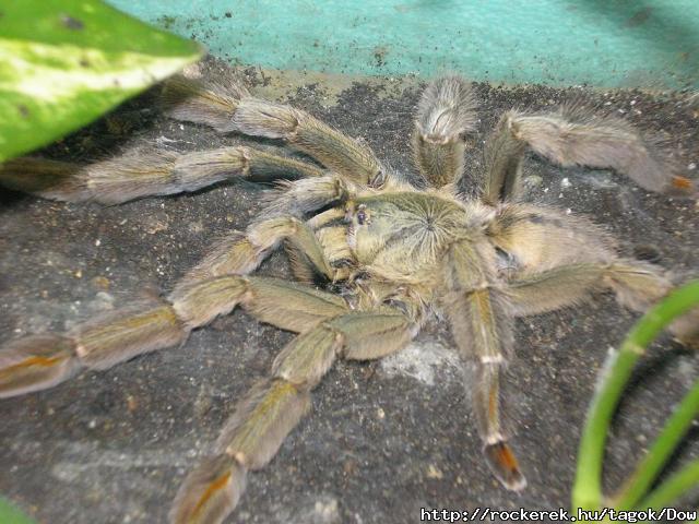 Psalmopoeus Cambridgei (pkom)