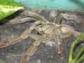Psalmopoeus Cambridgei (pkom)