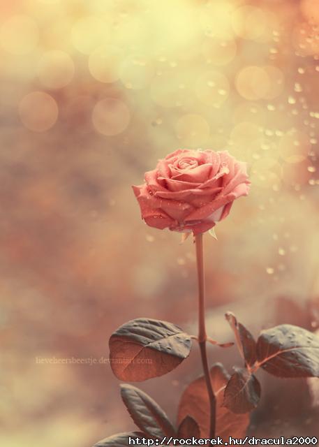 autumn_rose_by_lieveheersbeestje-d4ebme9