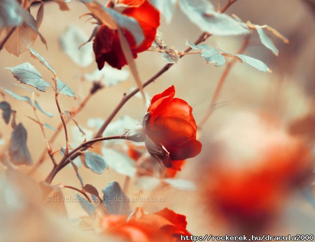 red_roses_by_lieveheersbeestje-d4cl6iij