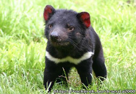 tasmaniai-ordog