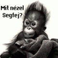 mit nzel