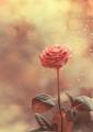 autumn_rose_by_lieveheersbeestje-d4ebme9