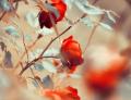 red_roses_by_lieveheersbeestje-d4cl6iij