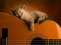 gitar-es-a-cica