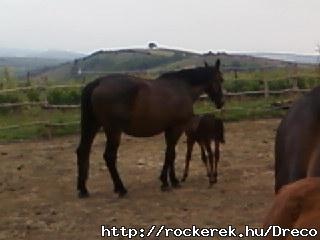 Fnykpek-0815