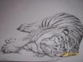 tigris pontokbl
