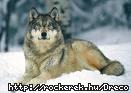 images[28]