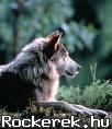 images[34]