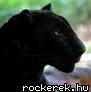images[45]