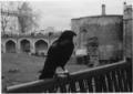 images[16]