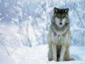 images[14]