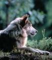 images[34]